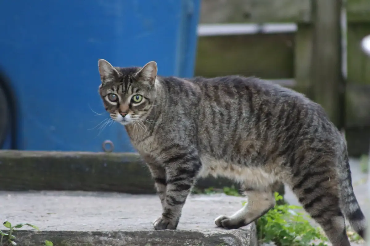 A tabby cat with one green eye and one brown eye walks on a concrete step, looking toward the camera. The overlaid text…
