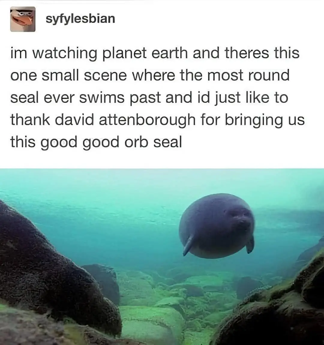 An underwater photo shows a seal with an extremely round, almost spherical body swimming between moss-covered rocks in…