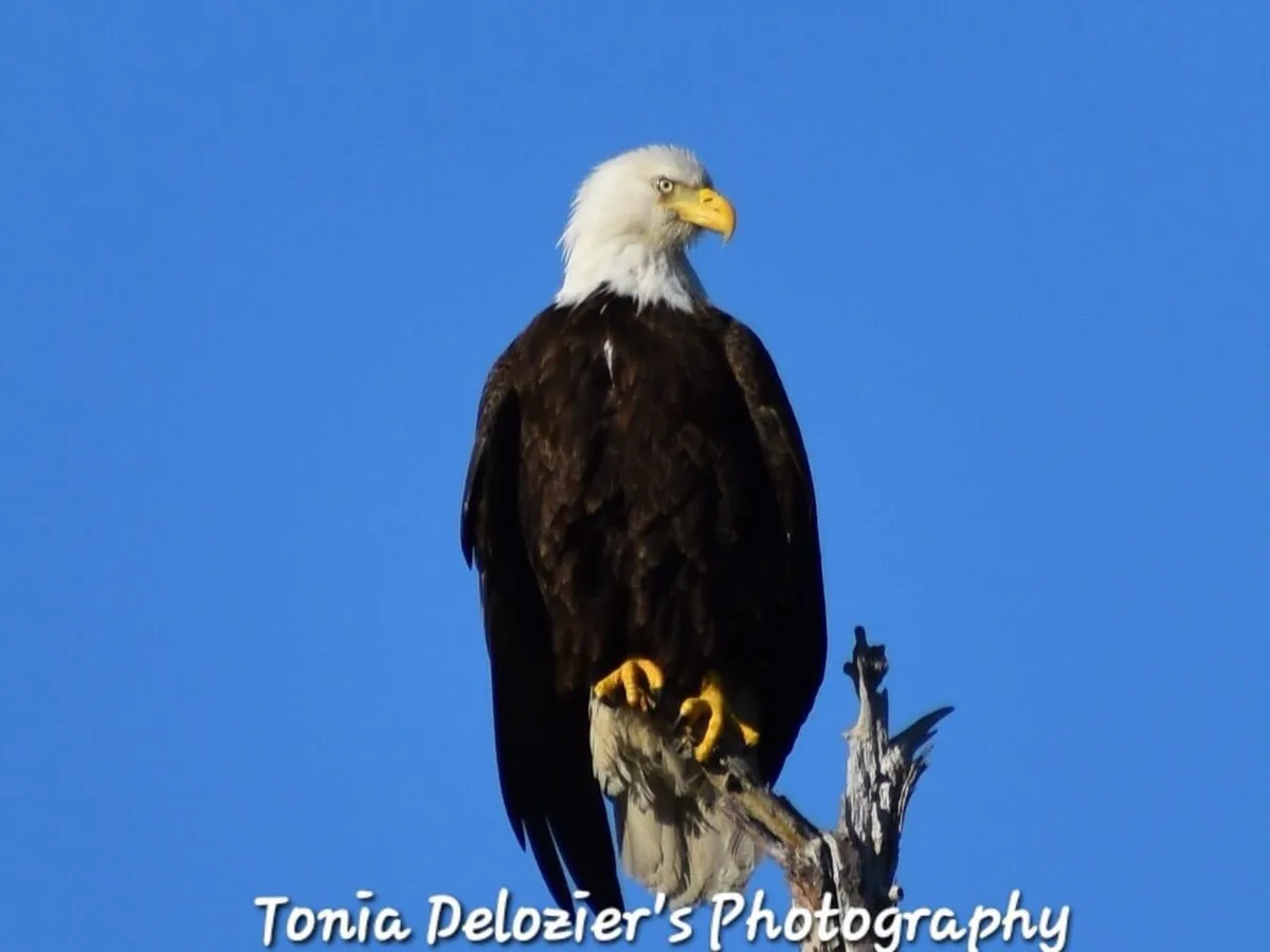 A bald eagle with a white head and dark brown body perches on a weathered tree branch against a clear blue sky. The image…
