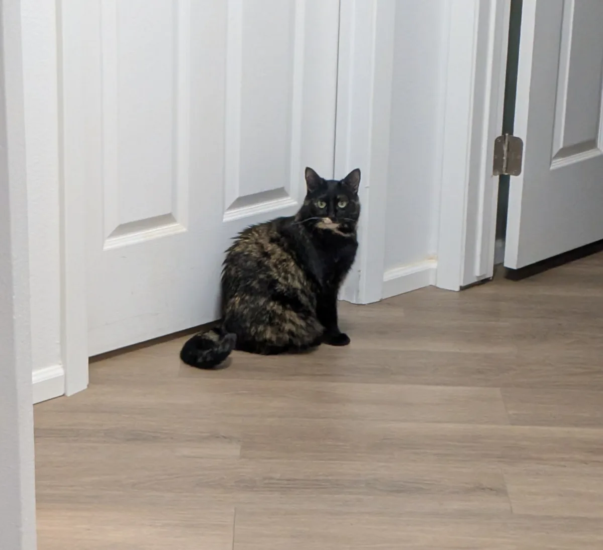 A tortoiseshell cat with green eyes sits upright on a light wood floor in a corner formed by two white doors, looking…