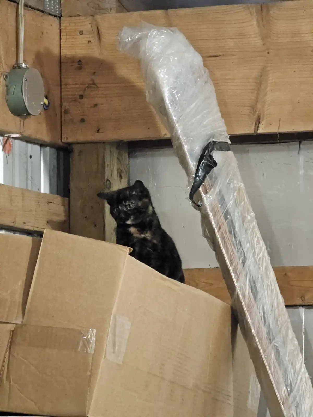 A tortoiseshell cat sits atop a stack of cardboard boxes in a cluttered, unfinished basement with exposed wooden beams and a…