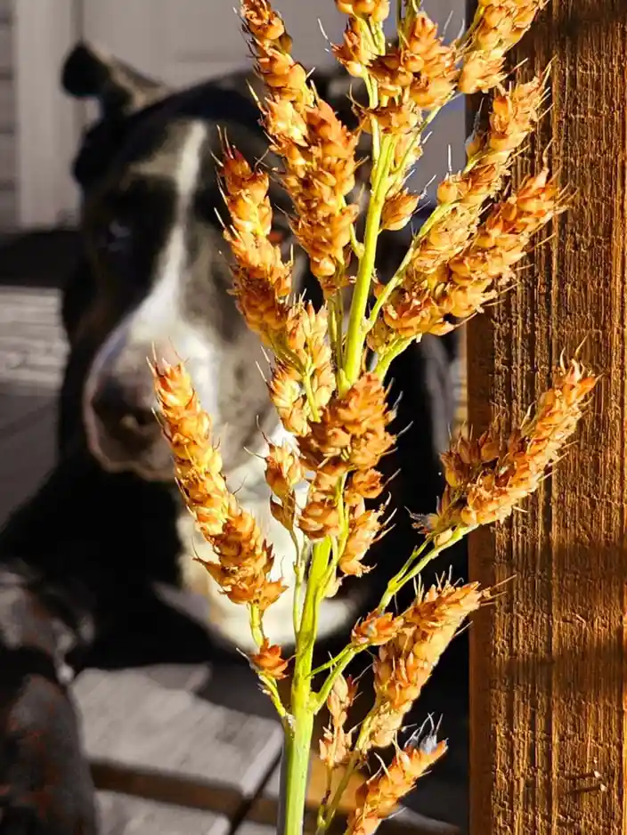 A close-up photo shows a stalk of dried, spiky, golden-brown grass or cereal plant in sharp focus, with a black and white…