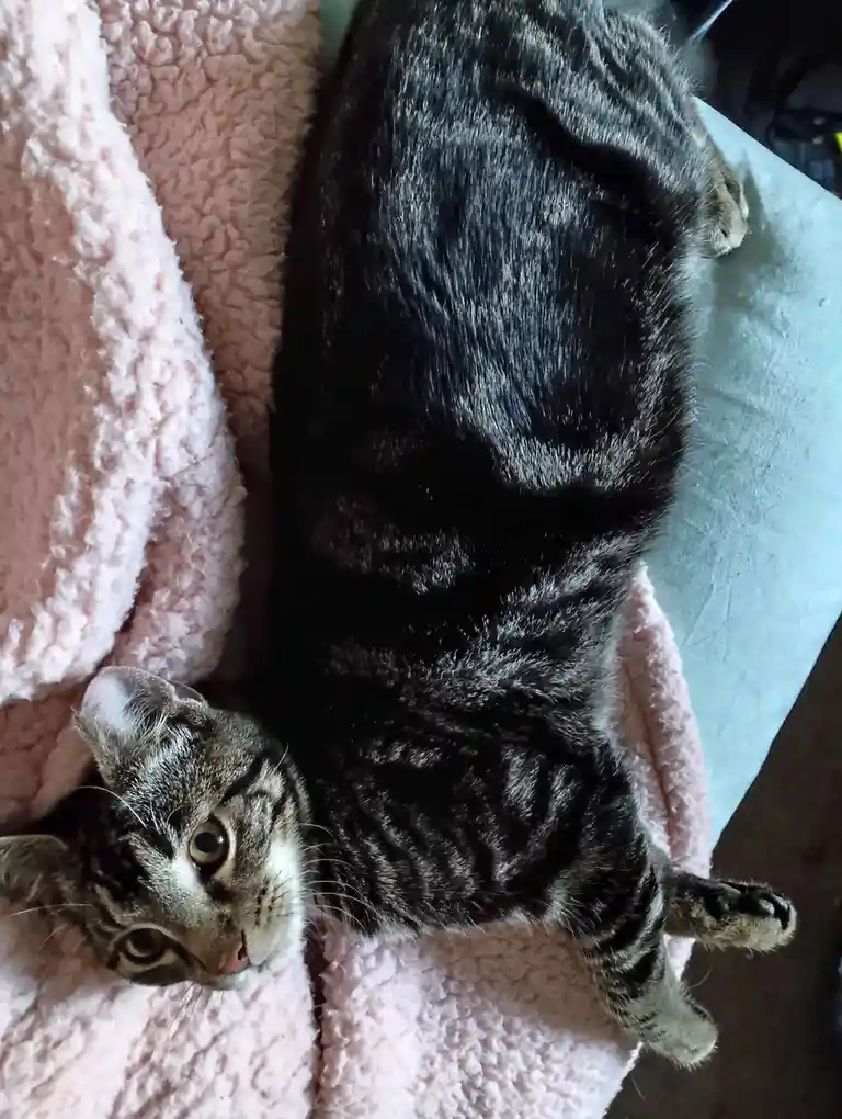 A tabby cat lies on its back on a pink fluffy blanket, looking up at the camera with wide eyes. The cat's body is stretched…