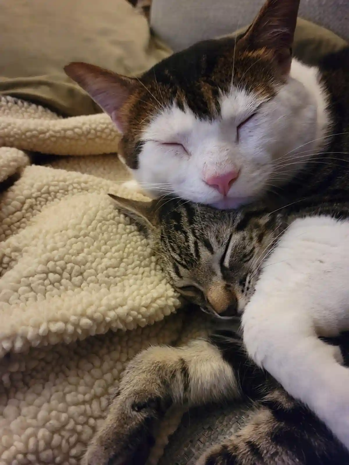 Two cats are sleeping peacefully on a fluffy beige blanket; one is a white and brown tabby with its eyes closed, and the…