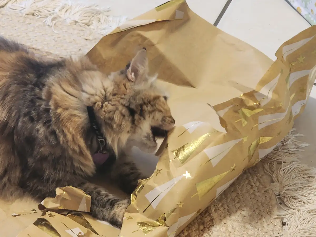 a fluffy long-haired cat with a black collar and pink tag is actively tearing open a large gold gift-wrapped package adorned…
