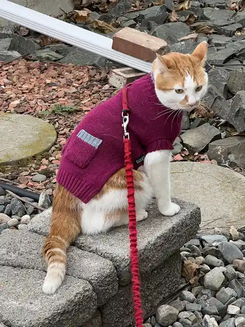 An orange and white cat sits on a stone ledge outdoors, wearing a magenta knitted sweater with a grey pocket and a red leash…
