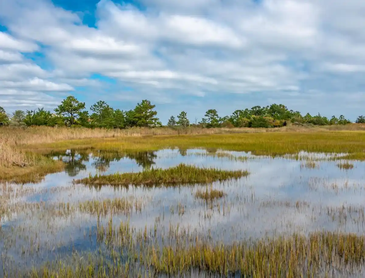 A serene landscape photo of a marshy wetland with calm water reflecting a partly cloudy blue sky and distant green trees…