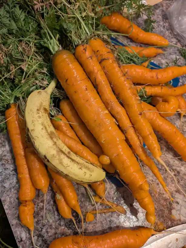 A bunch of freshly harvested, dirt-streaked orange carrots with green tops lie on a speckled countertop, with a single…
