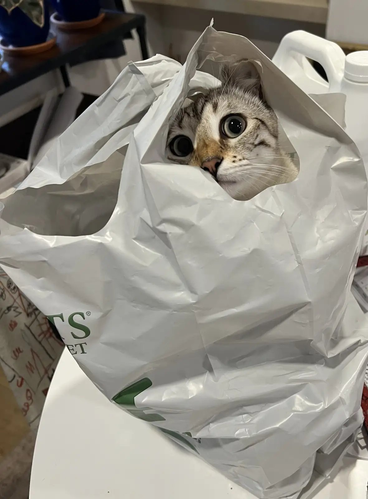 Just feeling cute, might hit delete later!