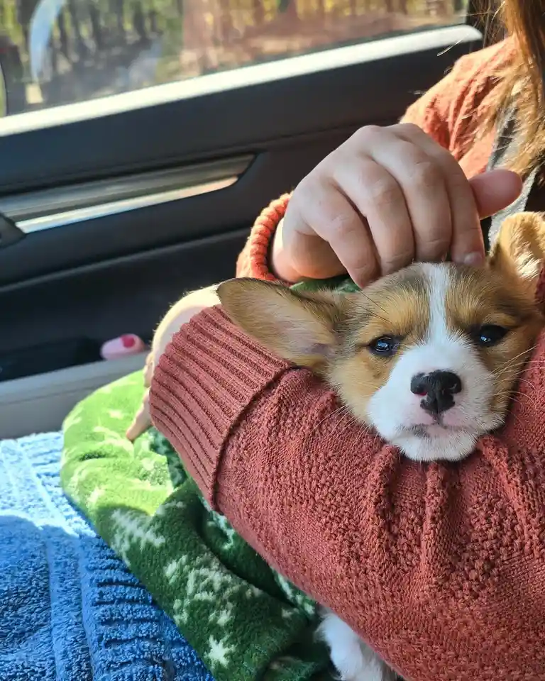 A person in a rust-colored knit sweater holds a small corgi puppy inside a car, gently stroking its head. The puppy has…