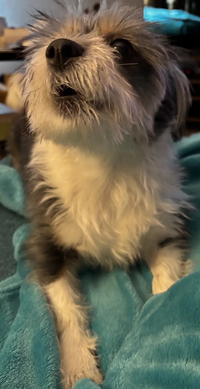 A close-up photo of a small, shaggy dog with white and gray fur, looking upward with an expression that appears to be…