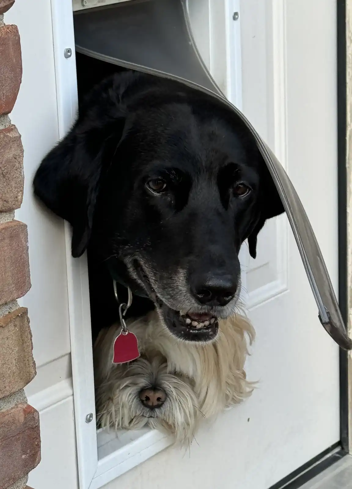 Who's there? Let's find out!