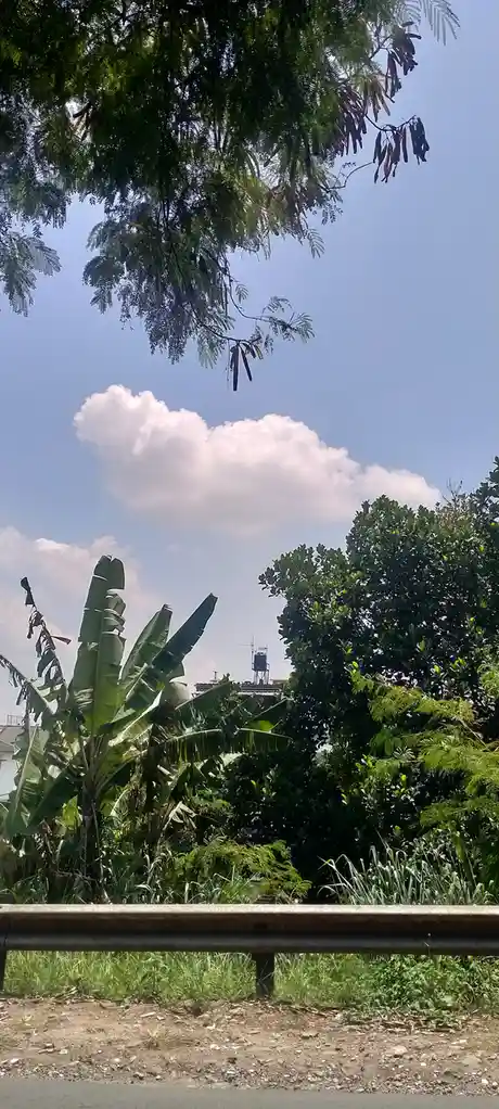 A photograph of a bright blue sky with a single fluffy white cloud shaped like a heart, framed by green foliage including…