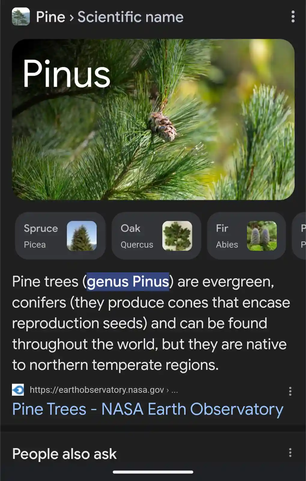 A screenshot of a mobile search result for 'Pine > Scientific name' shows a close-up photo of pine needles and a pinecone…