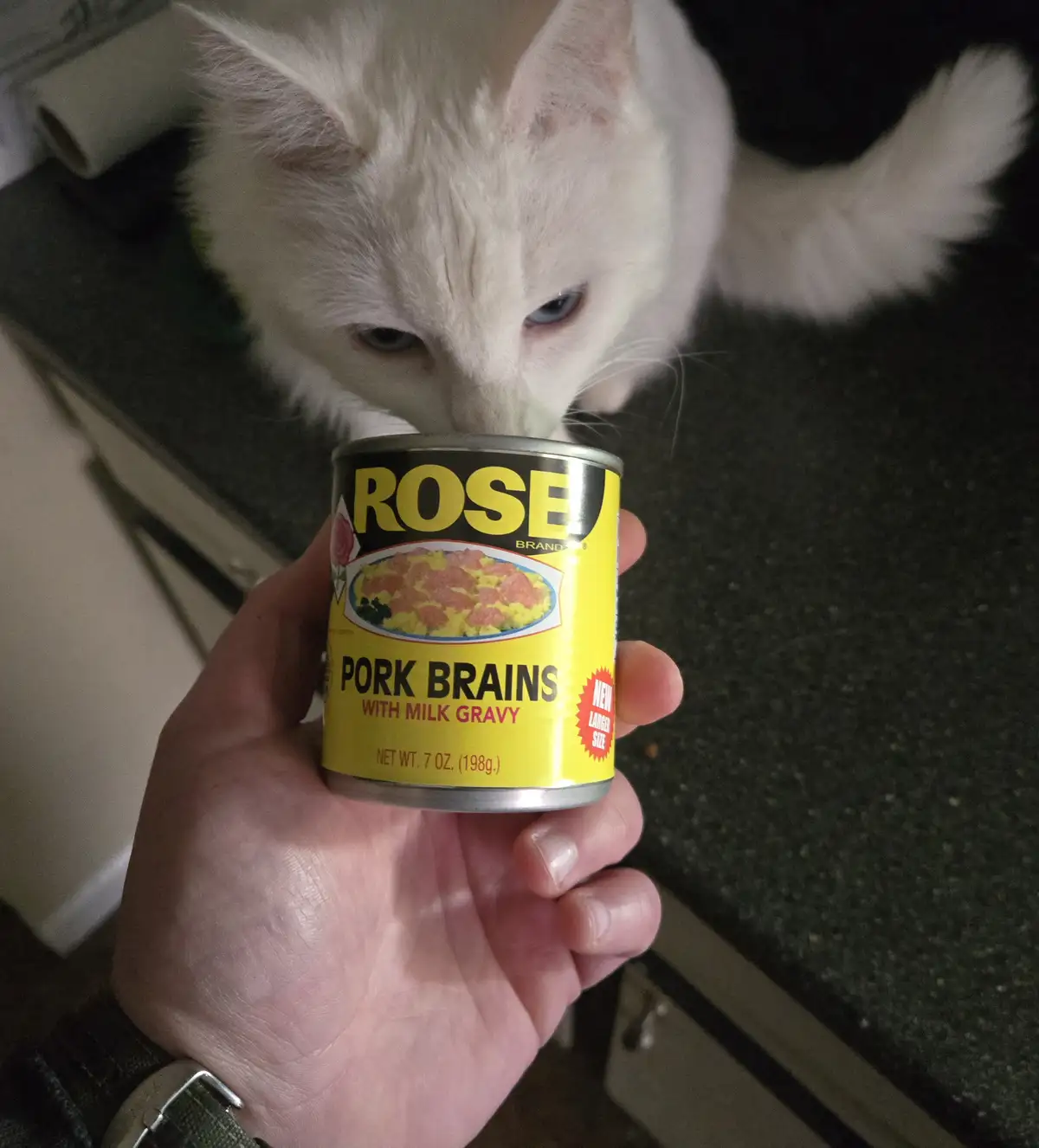 A white cat with blue eyes sniffs a can of Rose Brand pork brains with milk gravy held by a person's hand. The can's yellow…