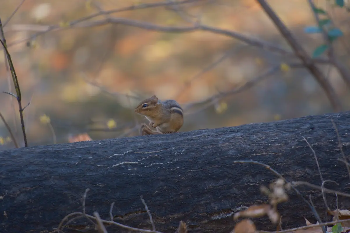 A small chipmunk with distinct stripes sits upright on a dark, textured log in a blurred autumnal forest background. The…