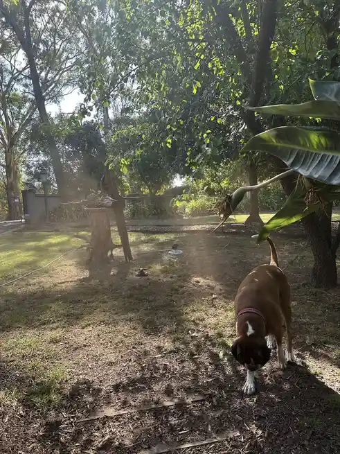A brown dog with a white patch on its chest and a pink collar is sniffing the ground in a backyard with trees and mulch. The…