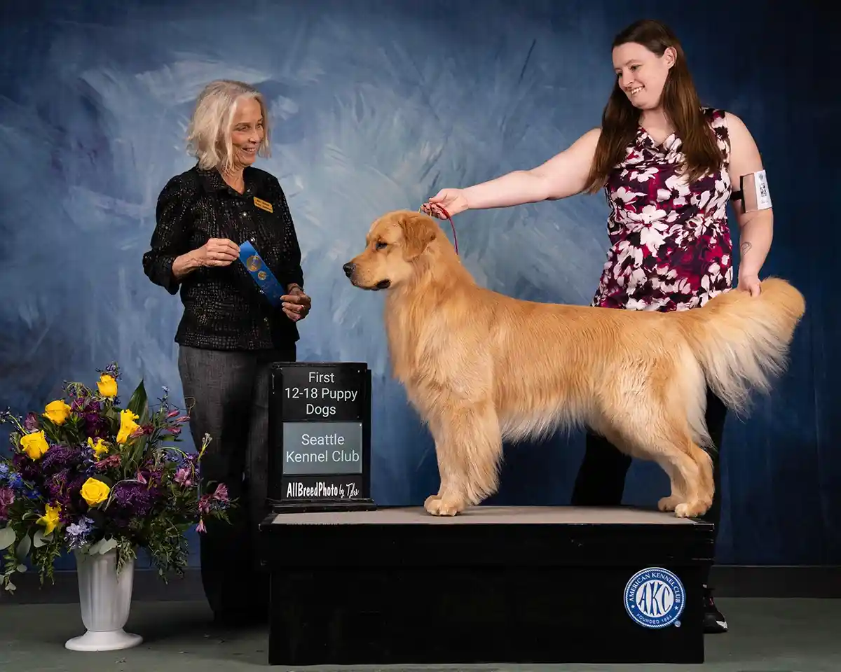 A golden retriever stands proudly on a black show bench at a dog competition, with a woman in a floral dress holding its…