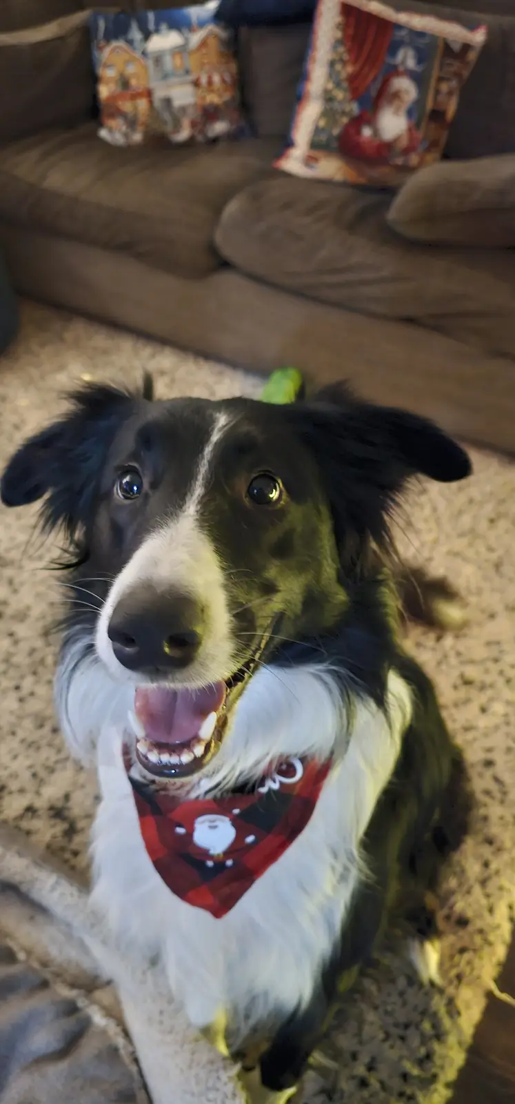 A black and white border collie with a wide, toothy grin and bright eyes looks up at the camera while wearing a red plaid…