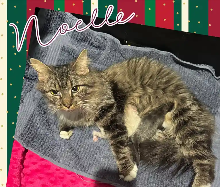 Noelle and Her Festive Jingle Bells