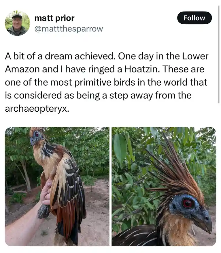Two photos show a person holding a Hoatzin bird, which has a distinctive spiky crest of feathers on its head, red eyes, and…