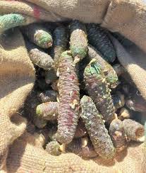 A close-up photo shows a burlap sack filled with numerous dried, segmented, dark brown and greenish pinecone-like objects…