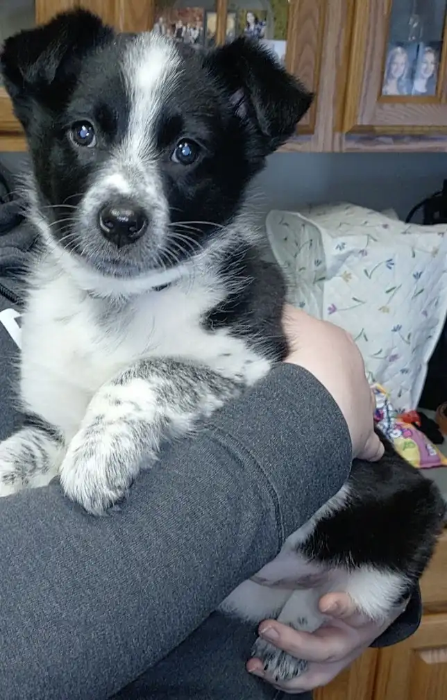 A black and white puppy with blue eyes is being held in someone's arms, looking directly at the camera with an innocent…
