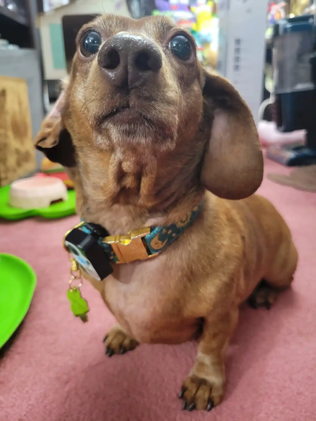 A close-up of a brown dachshund sitting on a pink carpet, looking upward with wide, expressive eyes and a slightly open…