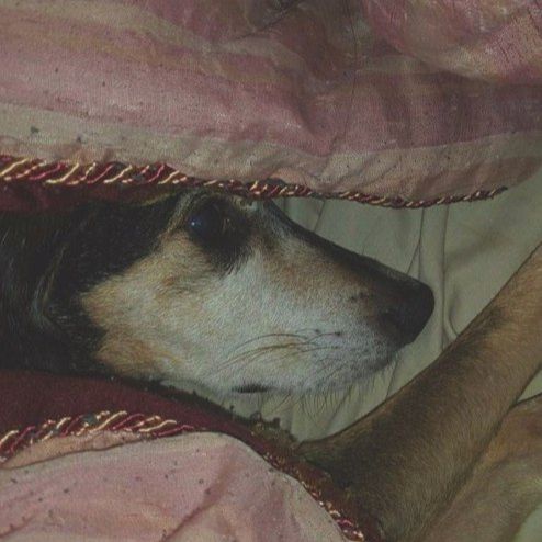 a close-up of a dog's face peeking out from under a pink and red patterned blanket, looking calm and sleepy. The dog has…
