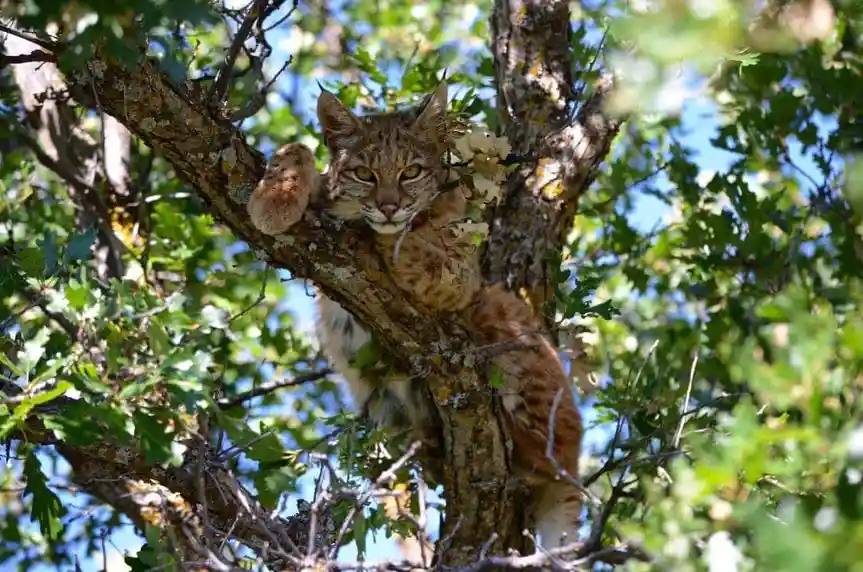 A wild lynx is perched in a tree, looking directly at the camera with a serious expression, one paw resting on a branch. The…