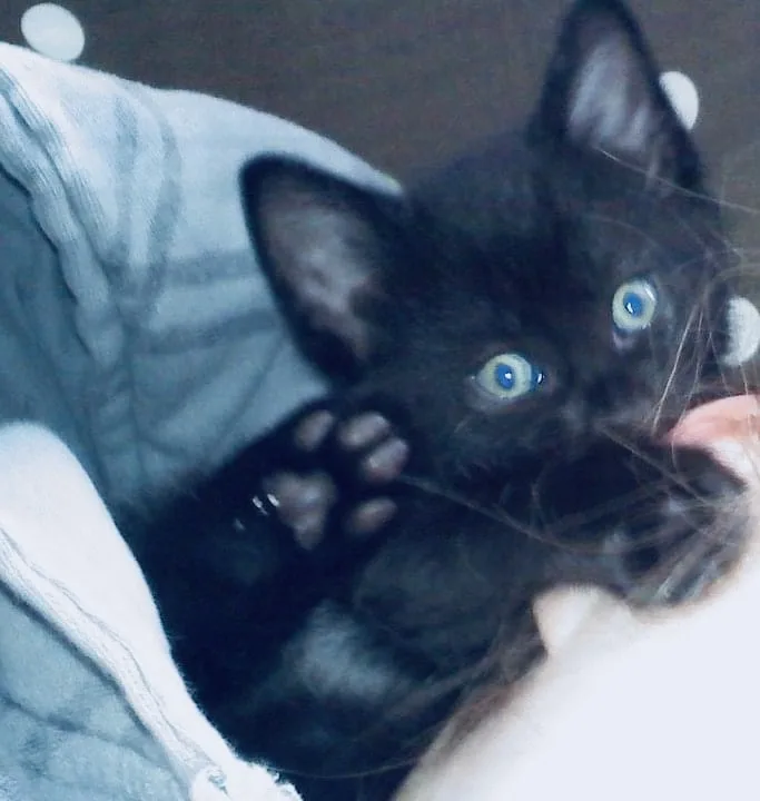 A small black kitten with bright blue eyes is nestled in a light-colored fabric, looking directly at the camera with one paw…