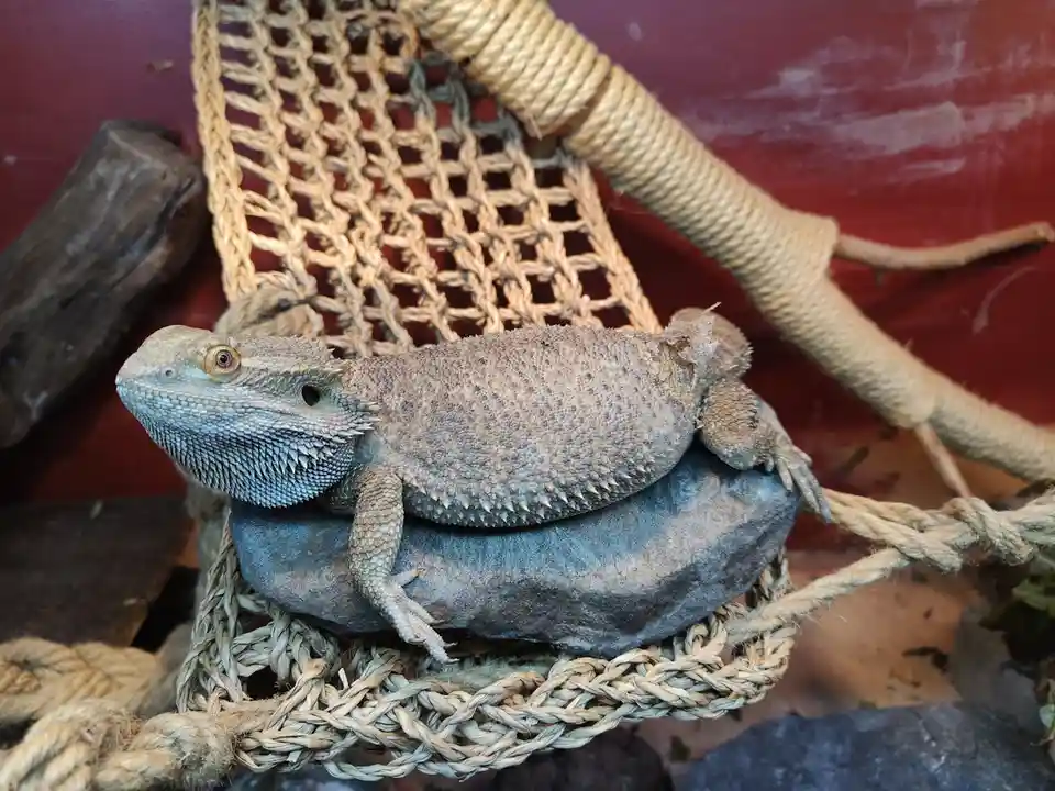 A bearded dragon lizard is resting on a gray rock that sits inside a woven rope hammock. The lizard has a textured, spiky…