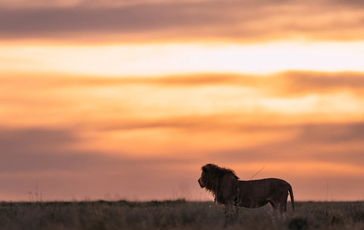 A male lion stands in profile against a vibrant orange and pink sunset sky, silhouetted against the horizon over a grassy…