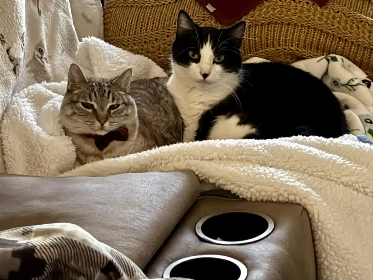 Two cats are lounging on a couch covered with blankets; one gray tabby cat with a red bowtie looks sleepy and uninterested…