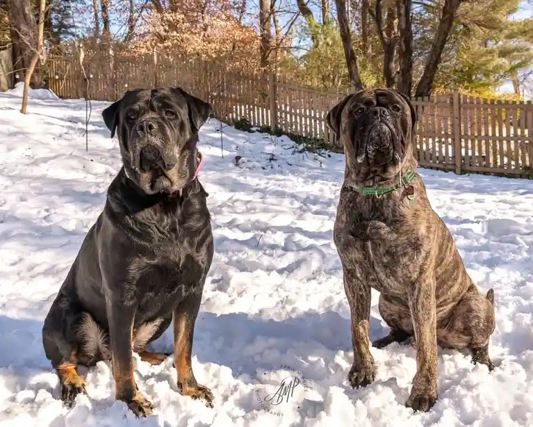 Two large, muscular dogs with wrinkled faces sit side-by-side in deep snow, looking directly at the camera. The dog on the…