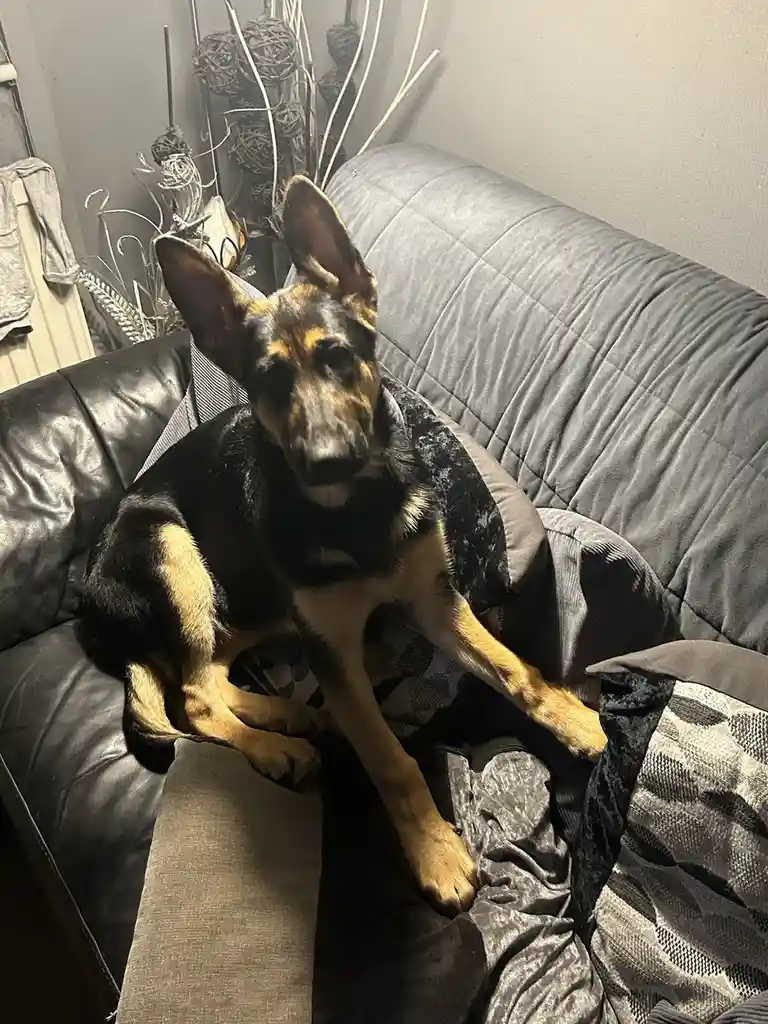 A black and tan German Shepherd dog is lounging on a dark gray couch, draped with a patterned blanket, looking directly at…