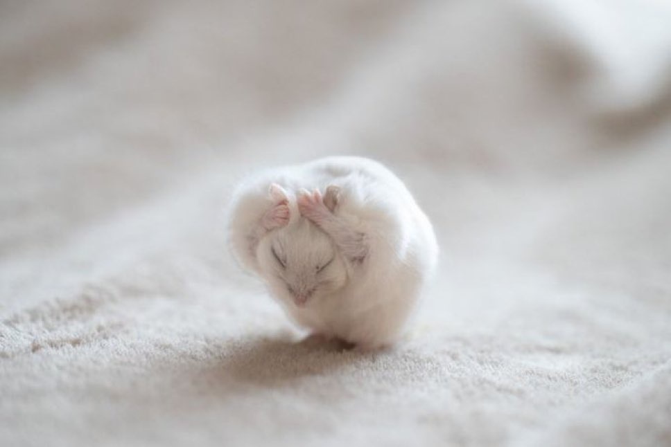 A small, fluffy white rodent, likely a hamster or mouse, is curled up on a light-colored carpet with its eyes closed and…