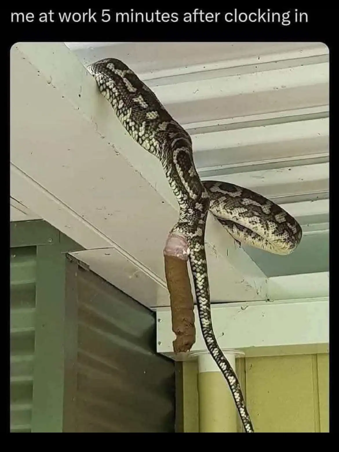 A large patterned snake is coiled around a brown, cylindrical object that resembles a human arm with a pinkish bandage or…