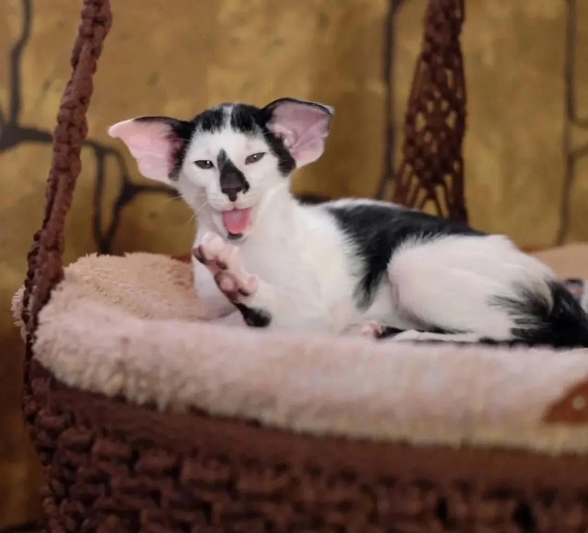 Blep: The Cutest Cat Expression You Need to See!
