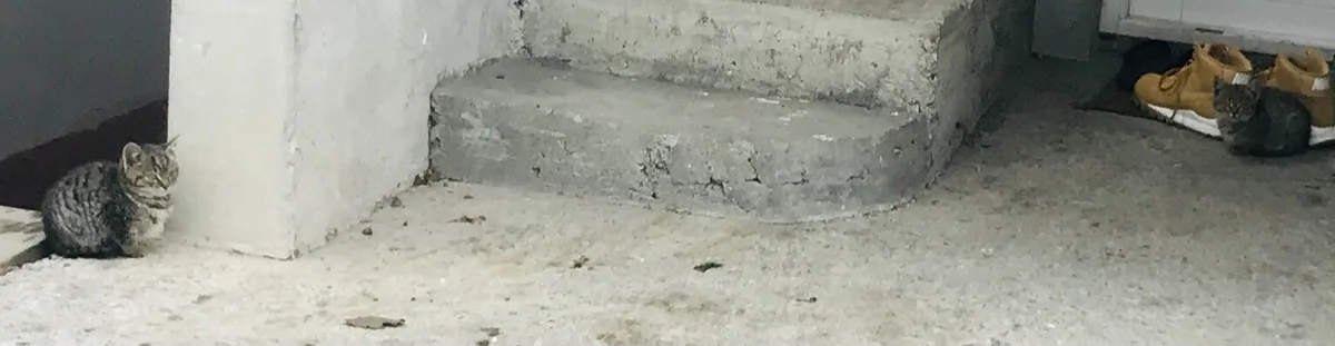 two tabby cats sit in separate corners of a room with concrete steps and a carpeted floor; one cat is near a wall, the other…