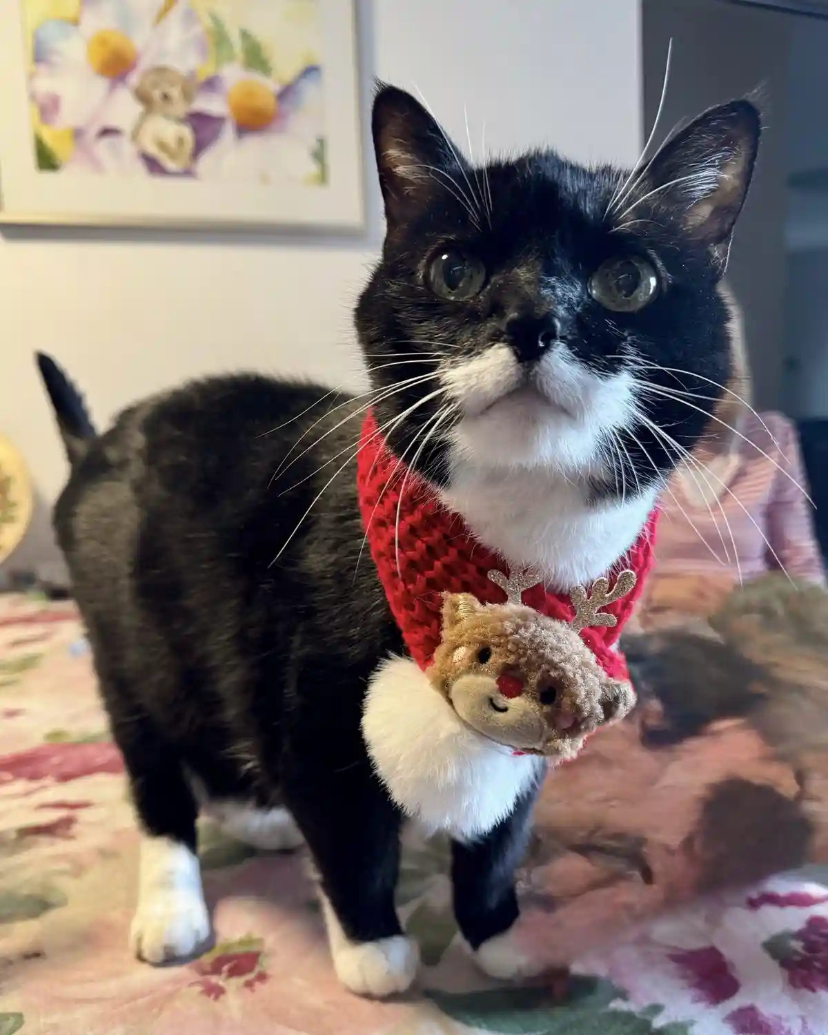 A black and white cat with wide, startled eyes stands on a floral-patterned surface, wearing a red knitted scarf adorned…