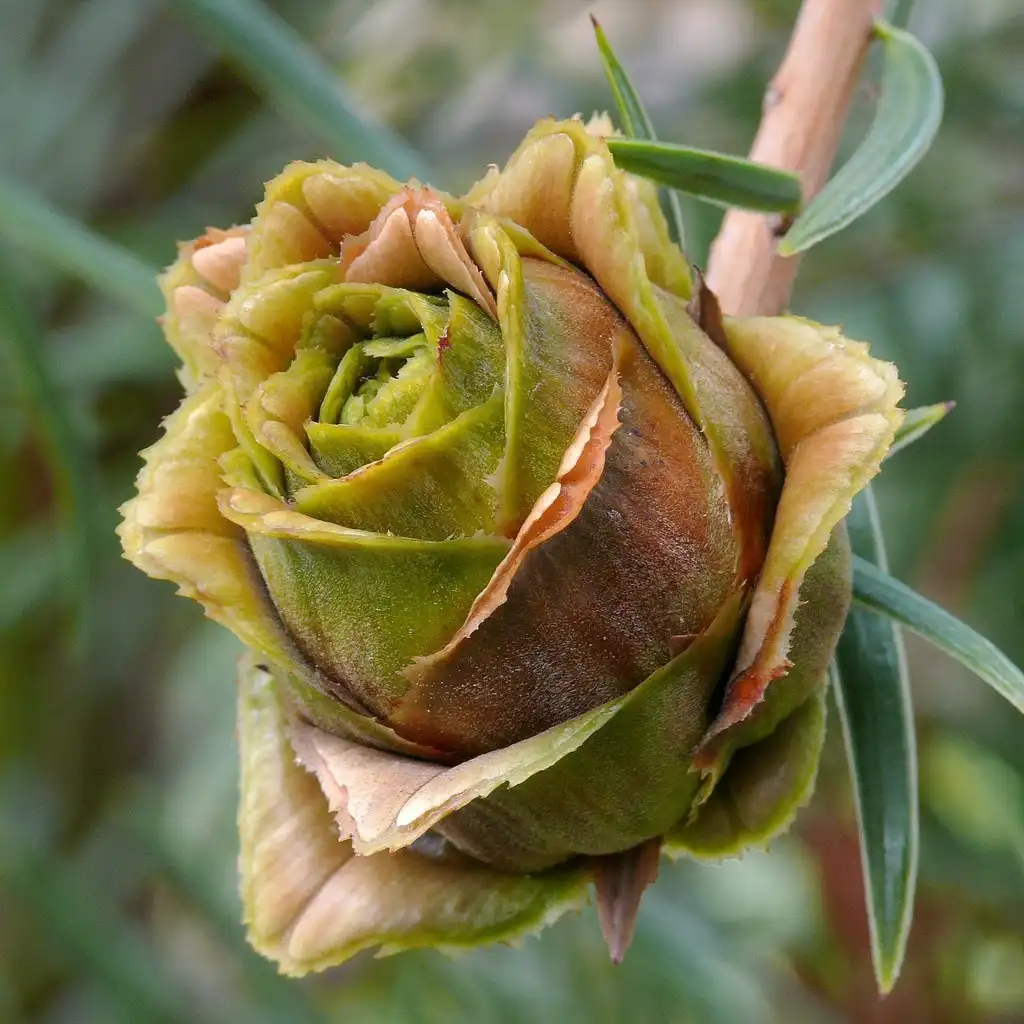 A close-up photo of a green, tightly curled rosebud on a plant stem, with some outer petals showing brownish discoloration…