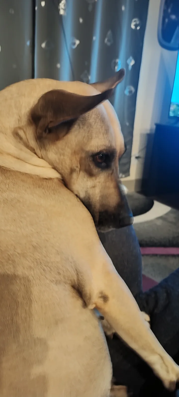 A tan dog with dark ears and muzzle is sitting on a person's lap, looking off to the side with a sad, disappointed…