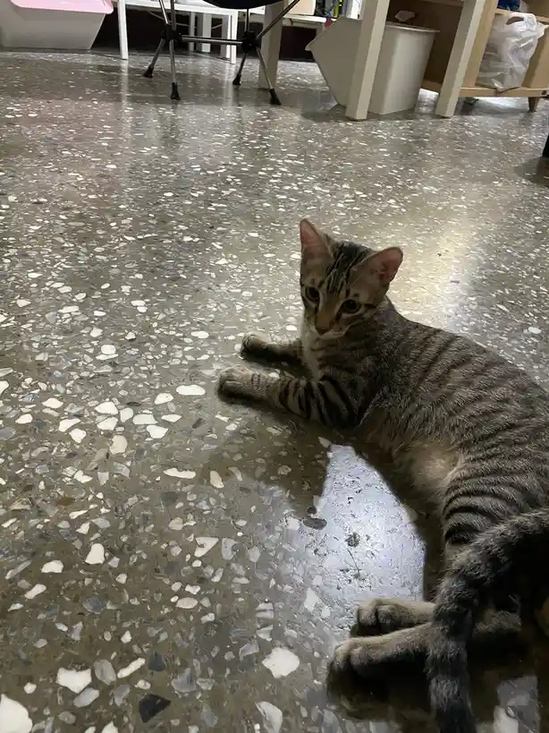 A tabby cat with dark stripes lies sprawled on a speckled terrazzo floor, looking directly at the camera with a calm…