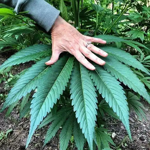 A person's hand gently rests on a large, vibrant green cannabis plant with serrated leaves, set against a backdrop of soil…