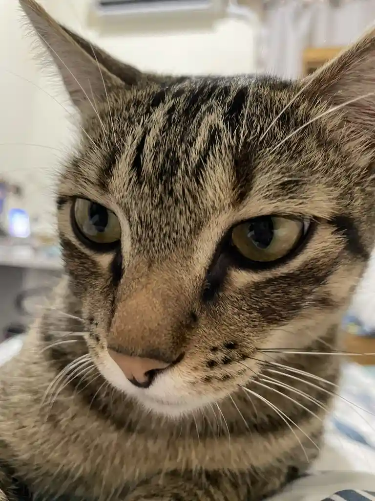 Just a Cat Being Its Charming Self