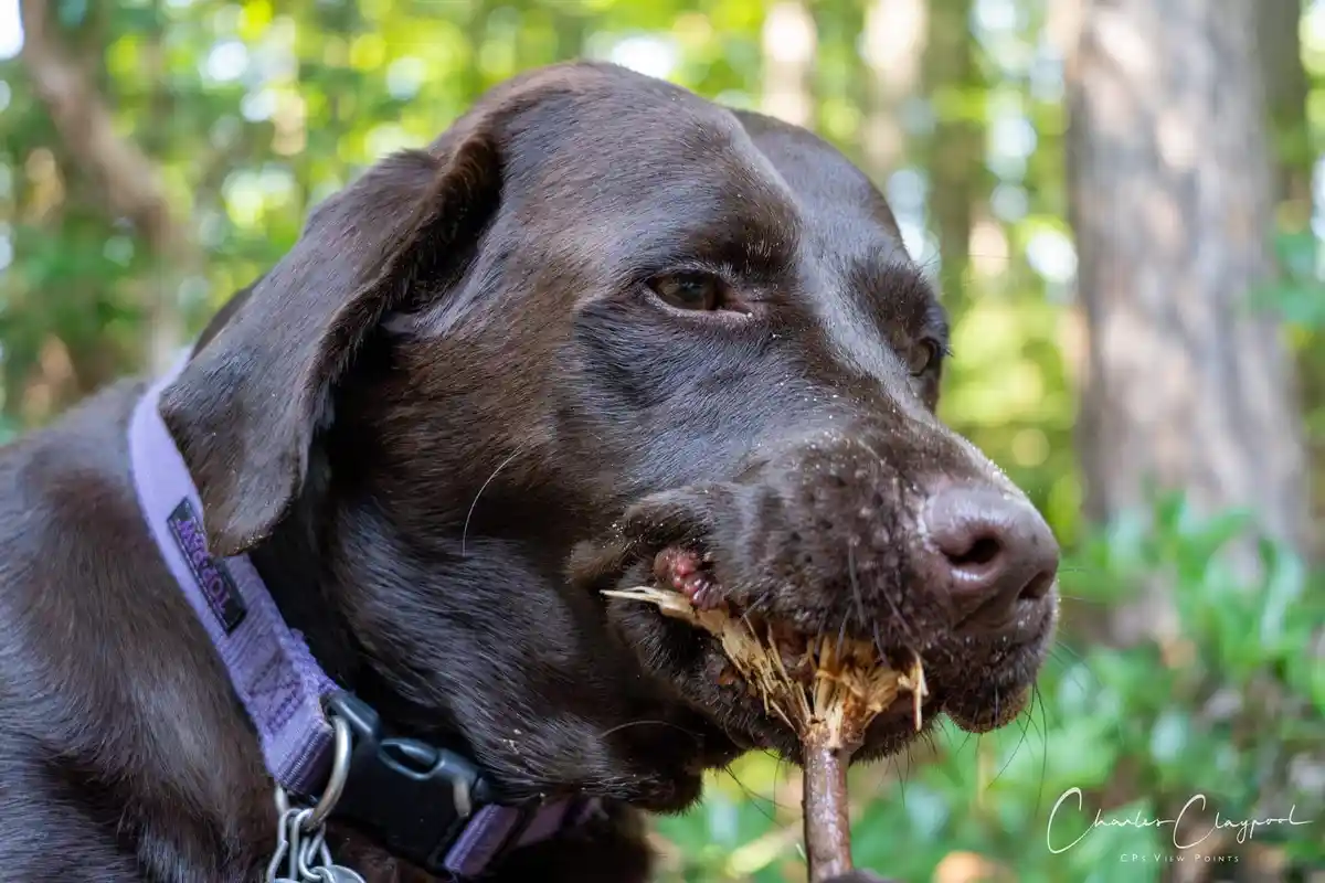 A close-up photo of a chocolate Labrador Retriever outdoors, chewing on a stick with wood shavings and dirt around its…
