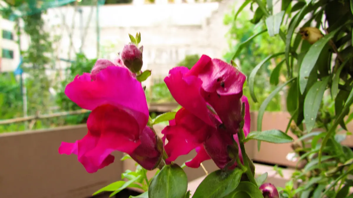 A close-up photo shows vibrant magenta snapdragon flowers with green leaves and stems, set against a blurred outdoor…