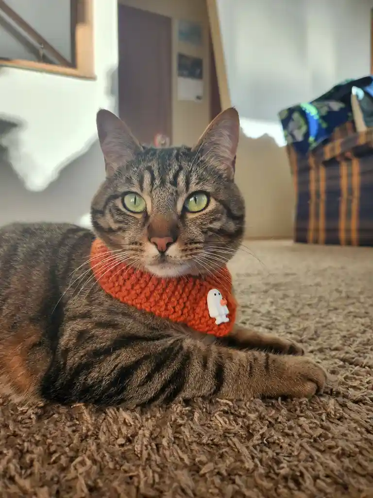 A tabby cat with green eyes lies on a carpet, wearing an orange crocheted scarf with a small white ghost-shaped pin. The cat…