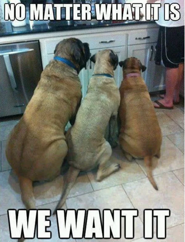 Three large dogs are sitting on a tiled kitchen floor, backs to the camera, looking toward a counter where a person's legs…